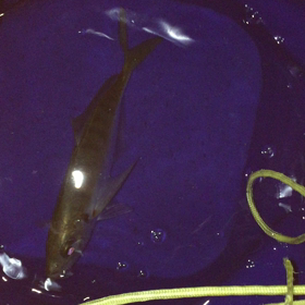 休日終わりの画像