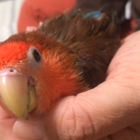 なでなでの画像