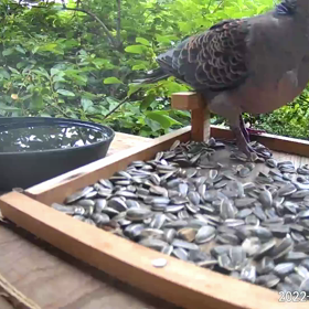 すぎぴたんの事件簿シーズン２　２９９話（キーージーーバーートーーー）の画像