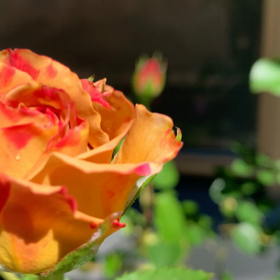 オールドローズの画像