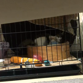 あはは〜マーロの画像