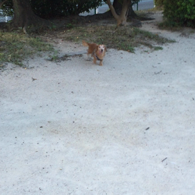 はっはっはっの画像