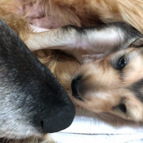 可愛いくて  愛しくての画像