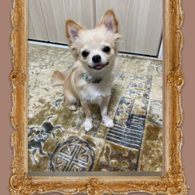 動画編集アプリの画像