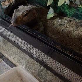 オナガフクロウのロッキーです。の画像