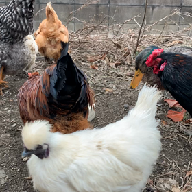 鶏と鴨お散歩の画像