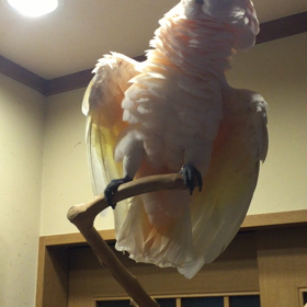 おはようの画像