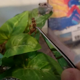 アマガエルのご飯の画像