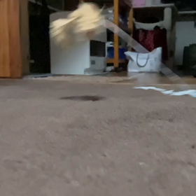 ネコじゃらしの画像