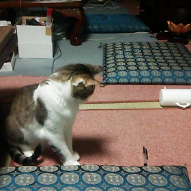 ボールペンで遊ぶシルコの画像