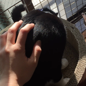 ひなたぼっこの画像