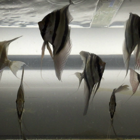 目指せ国産アルタムエンゼルの画像