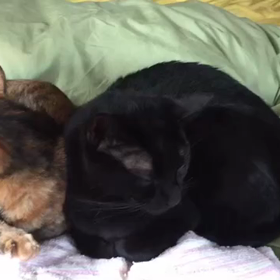 パパとおしゃべりの画像