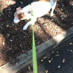 エディの　食い意地。やめて欲しい癖の画像