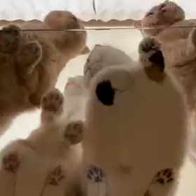 肉球パラダイスの画像