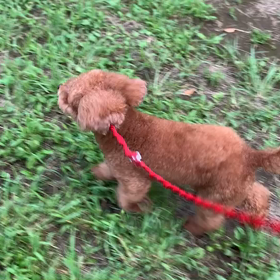 7月24日12わんこと1時間遠足  代々木公園の画像