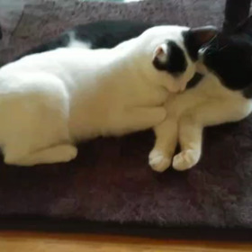 血が繋がっていなくてもの画像