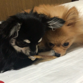 じゃれあい動画の画像