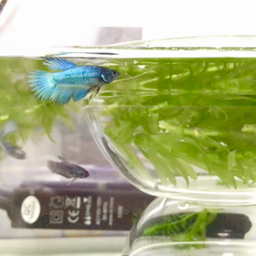 ベタ稚魚68日目、可愛いーの画像