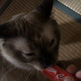 ちゅーるとポン太  毛づくろいポン太の画像