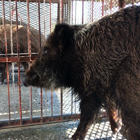 ロックンロールなイノシシの画像