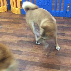 じゃれ合いの画像