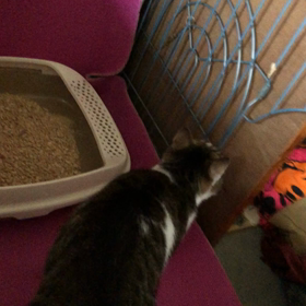 猫トイレが気になって…の画像