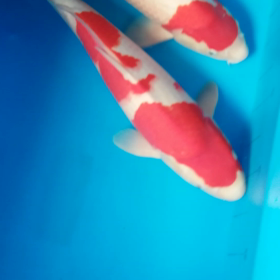 全体総合の画像