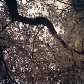 今年も咲いてくれてありがとう。。。の画像