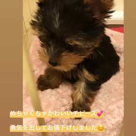 募集します^ ^♡の画像