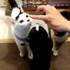 欲しがる「たいそん」の画像