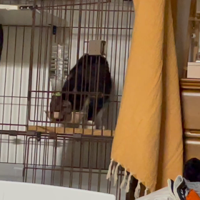 クロちゃん♀の画像