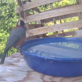 すぎぴたんの事件簿シーズン3　354話（メジロの目的！　その１）の画像