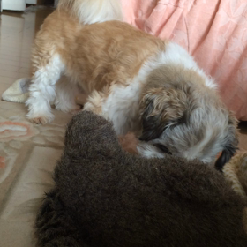 ぶぅちゃん久しぶりのエキサイトの画像