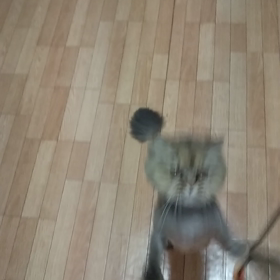 ナナじゃらし！の画像