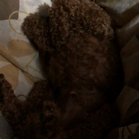 スタンプカードの画像