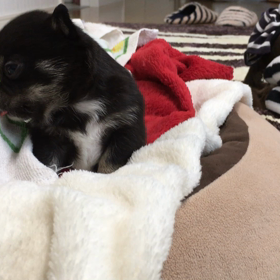 おっとり べあ君の画像