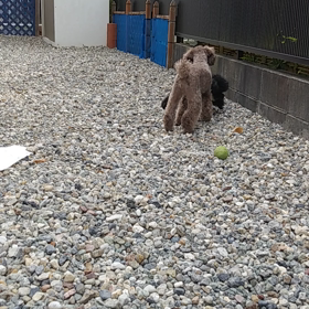 邪魔をするライの画像