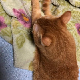 モミモミの画像