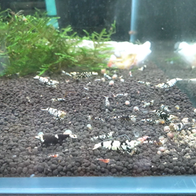 餌やり。の画像