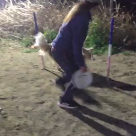 今日はアジ　٩(^‿^)۶の画像