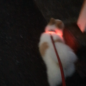 夜散歩のお供ツールの画像