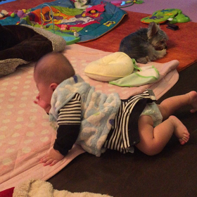 ぺっちゃん、寝る。の画像