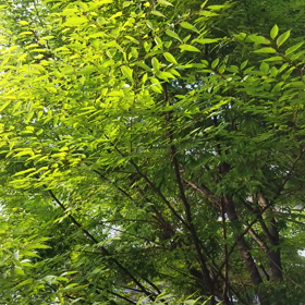 朝の画像