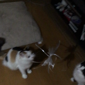 猫ちゃんの画像