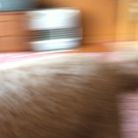 大運動会( ^ω^ )の画像