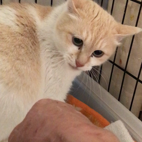 妊婦のつくしお嬢様の画像