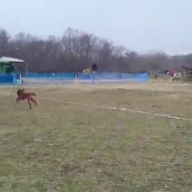 ホークのキャラの画像