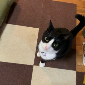 じゃじゃ、ガタオの画像