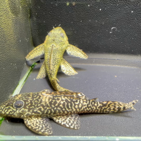 今日は動画で入荷情報‼️の画像